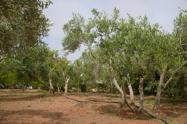 Myrtiana Villa Protaras Luaran gambar